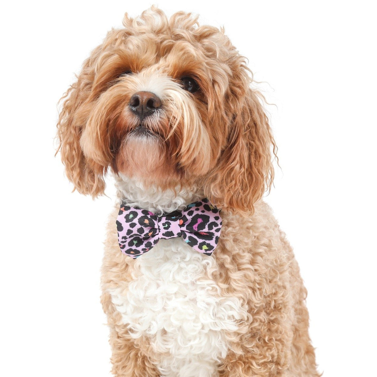 DOG COLLAR & BOW TIE: Spotted Leopard {FINAL SALE}