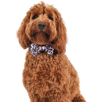 DOG COLLAR & BOW TIE: Spotted Leopard {FINAL SALE}