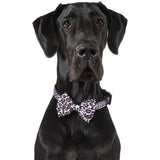 DOG COLLAR & BOW TIE: Spotted Leopard {FINAL SALE}