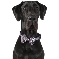 DOG COLLAR & BOW TIE: Spotted Leopard {FINAL SALE}