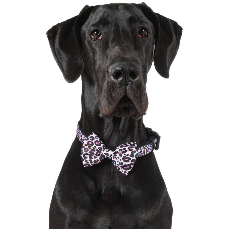 DOG COLLAR & BOW TIE: Spotted Leopard {FINAL SALE}