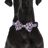 DOG COLLAR & BOW TIE: Spotted Leopard {FINAL SALE}