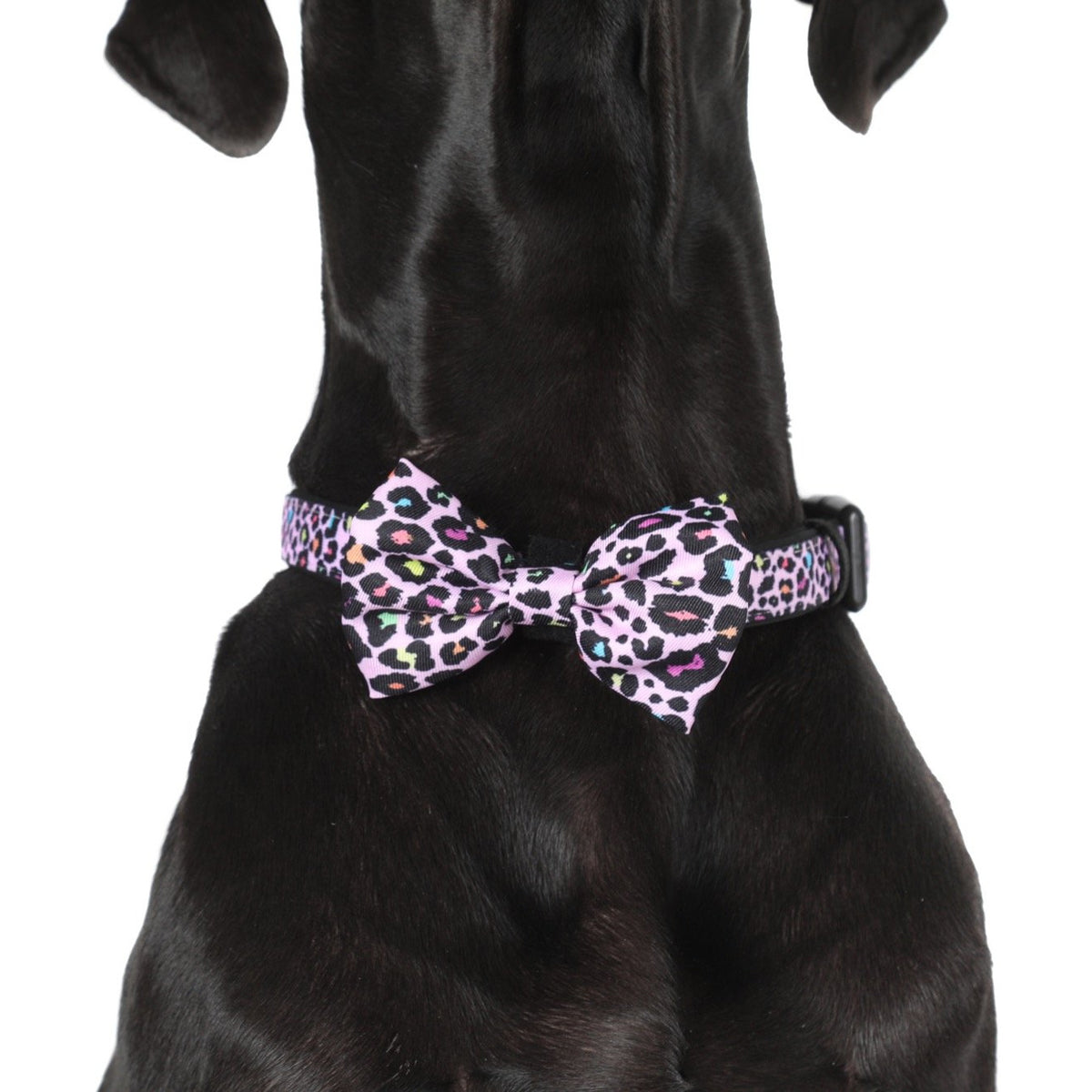 DOG COLLAR & BOW TIE: Spotted Leopard {FINAL SALE}