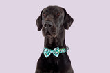 DOG COLLAR & BOW TIE: Toucan Do It {FINAL SALE}