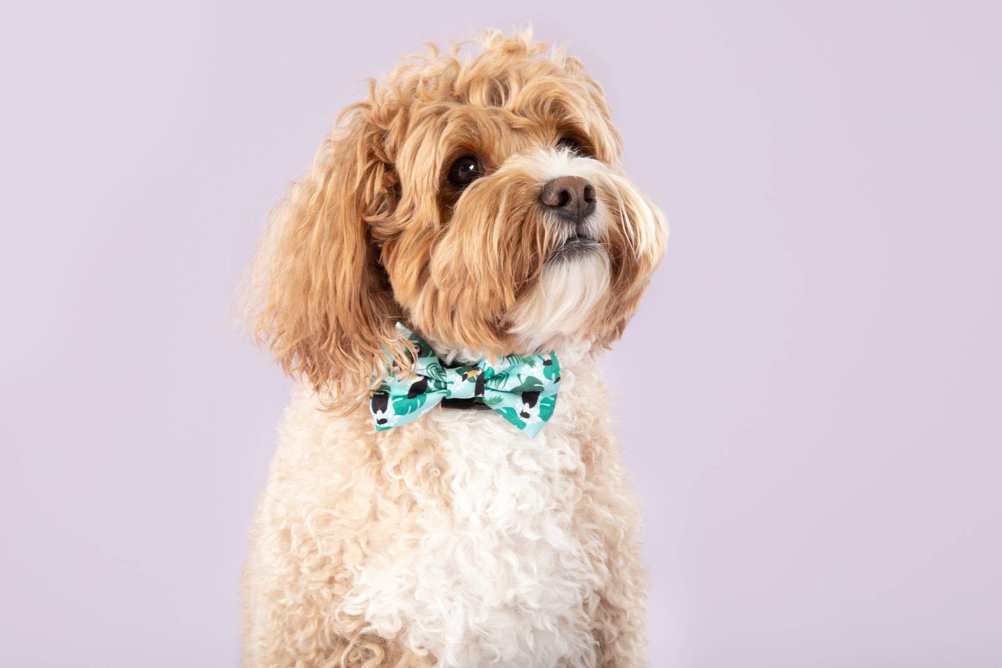 DOG COLLAR & BOW TIE: Toucan Do It {FINAL SALE}