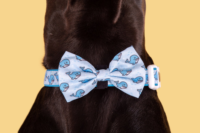 DOG COLLAR & BOW TIE: Whale, Hello There {FINAL SALE}