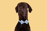 DOG COLLAR & BOW TIE: Whale, Hello There {FINAL SALE}