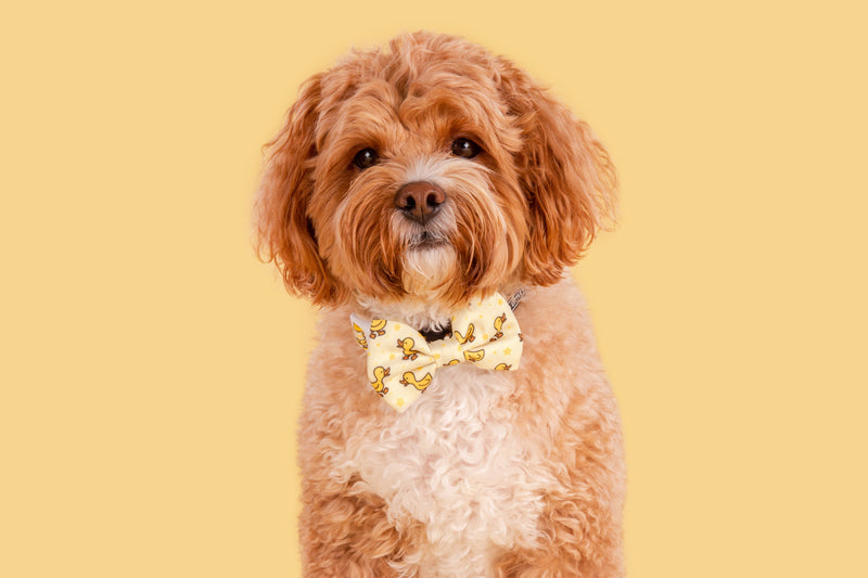 DOG COLLAR & BOW TIE: What&