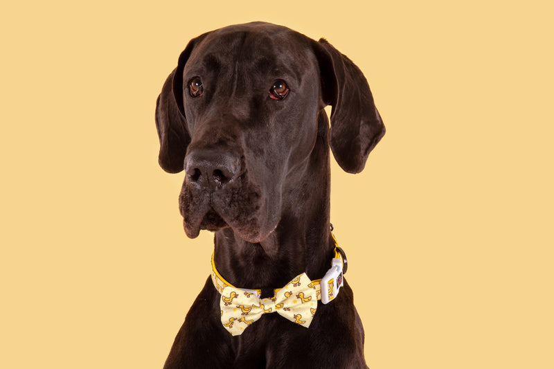 DOG COLLAR & BOW TIE: What&