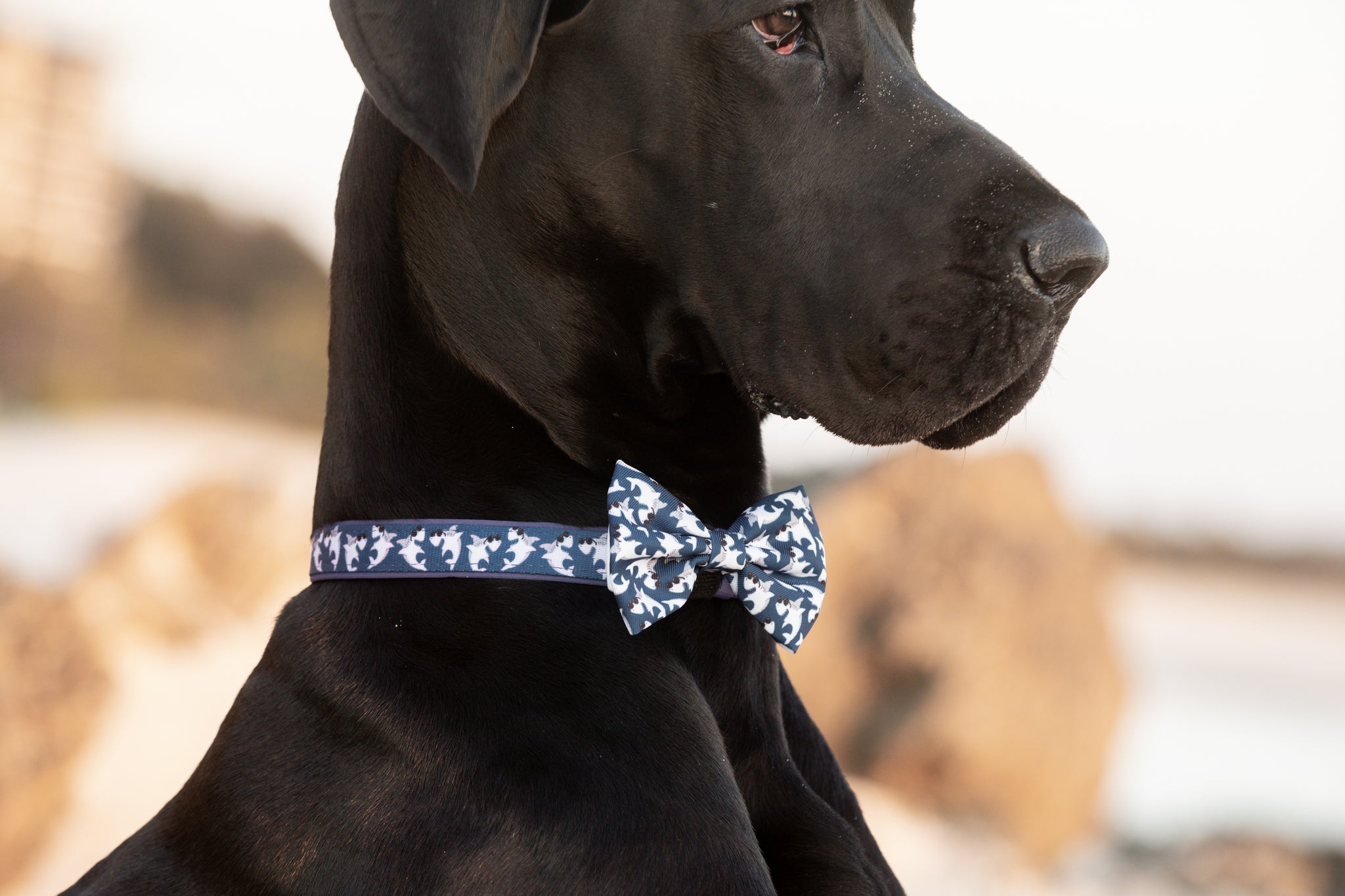 Dog Collar and Bow Tie Bite Me Blue Shark