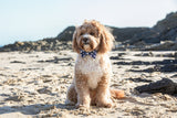 Dog Collar and Bow Tie Bite Me Blue Shark