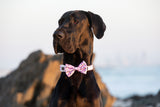 Dog Collar and Bow Tie Bite Me Pink Shark