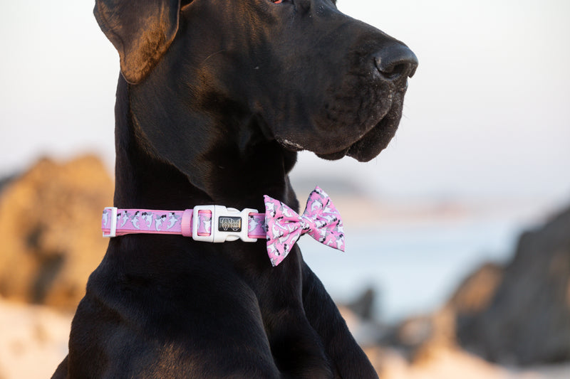 Dog Collar and Bow Tie Bite Me Pink Shark