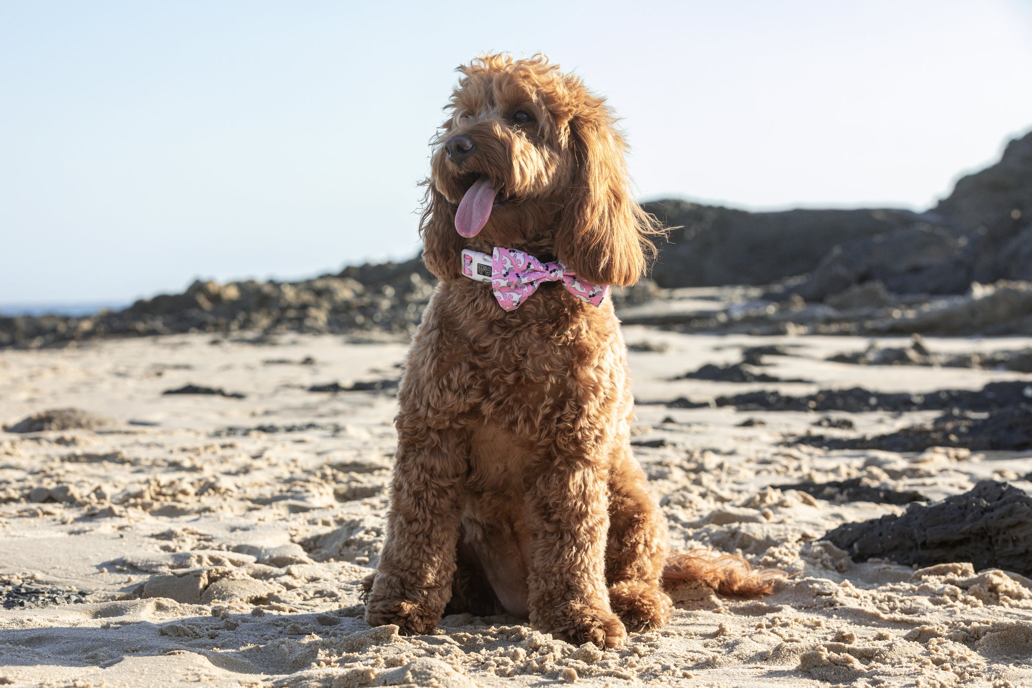 Dog Collar and Bow Tie Bite Me Pink Shark