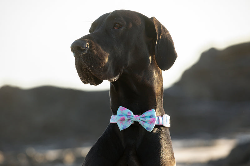 Dog Collar and Bow Tie Don&