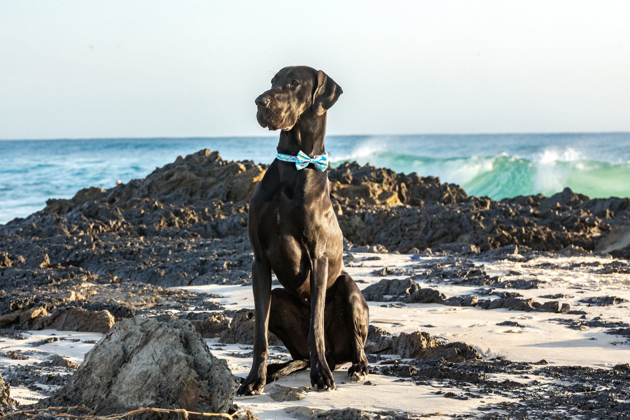 Dog Comfort Collar and Bow Tie You're A Catch