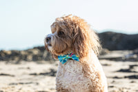 Dog Comfort Collar and Bow Tie You're A Catch