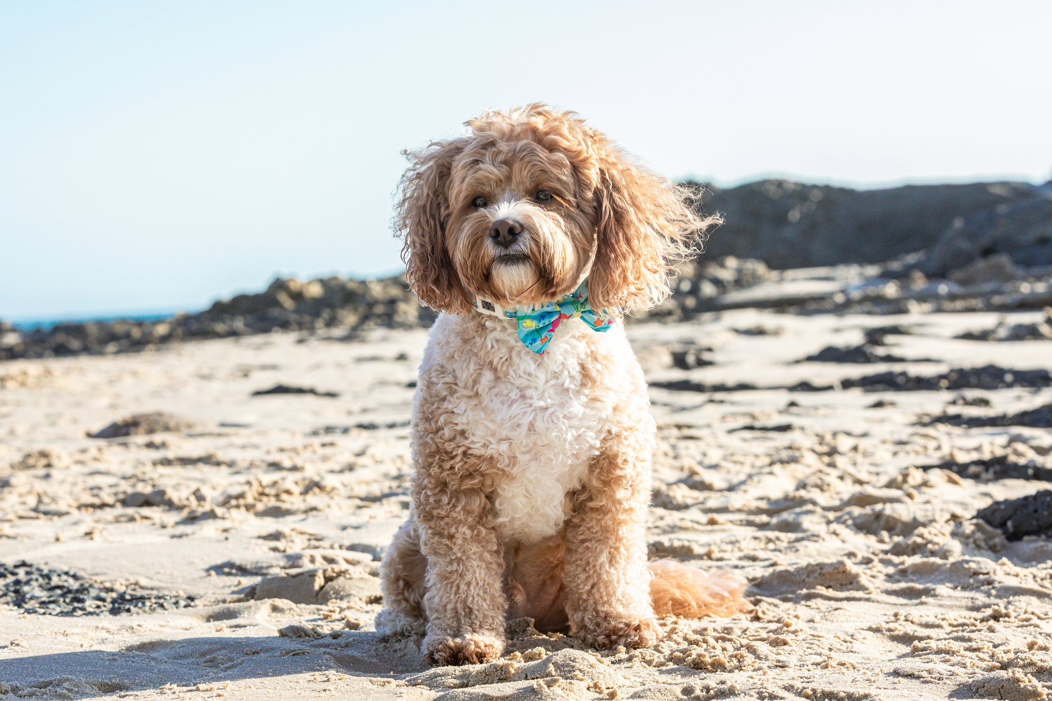 Dog Comfort Collar and Bow Tie You're A Catch