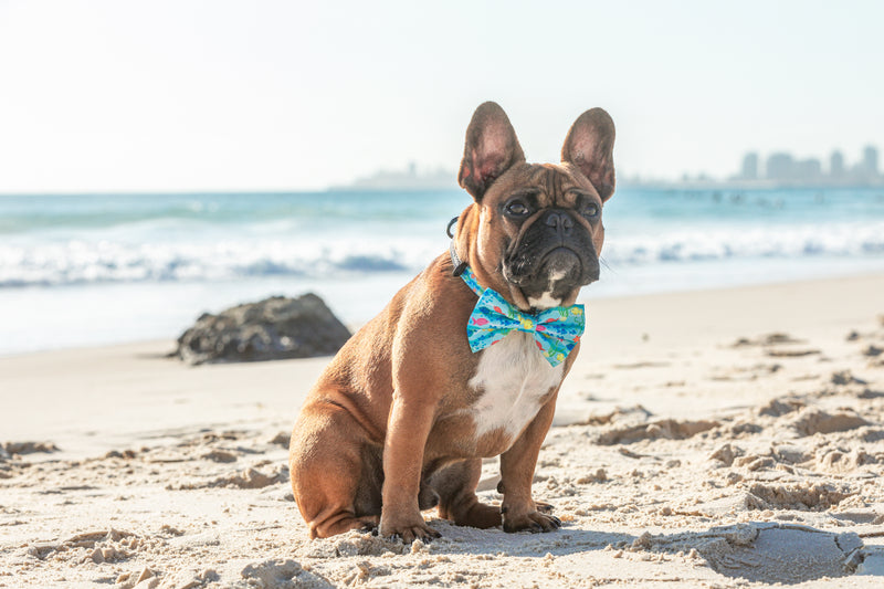 Dog Comfort Collar and Bow Tie You&
