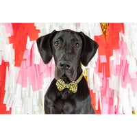 Dog Comfort Collar and Bow Tie Wild Thing Leopard