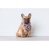 Dog Cooling Bandana A Slice of Summer Watermelons