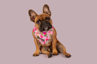 Dog Cooling Bandana Abso-Dragon-Fruity Dragonfruit