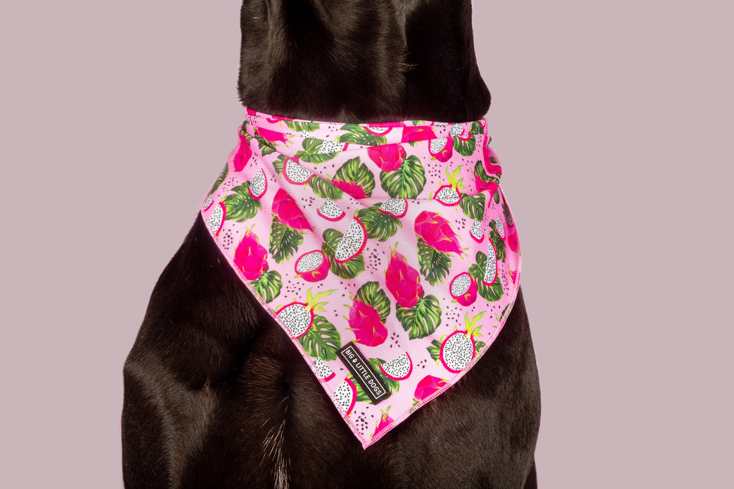 DOG BANDANA: Abso-Dragon-Fruity {FINAL SALE}