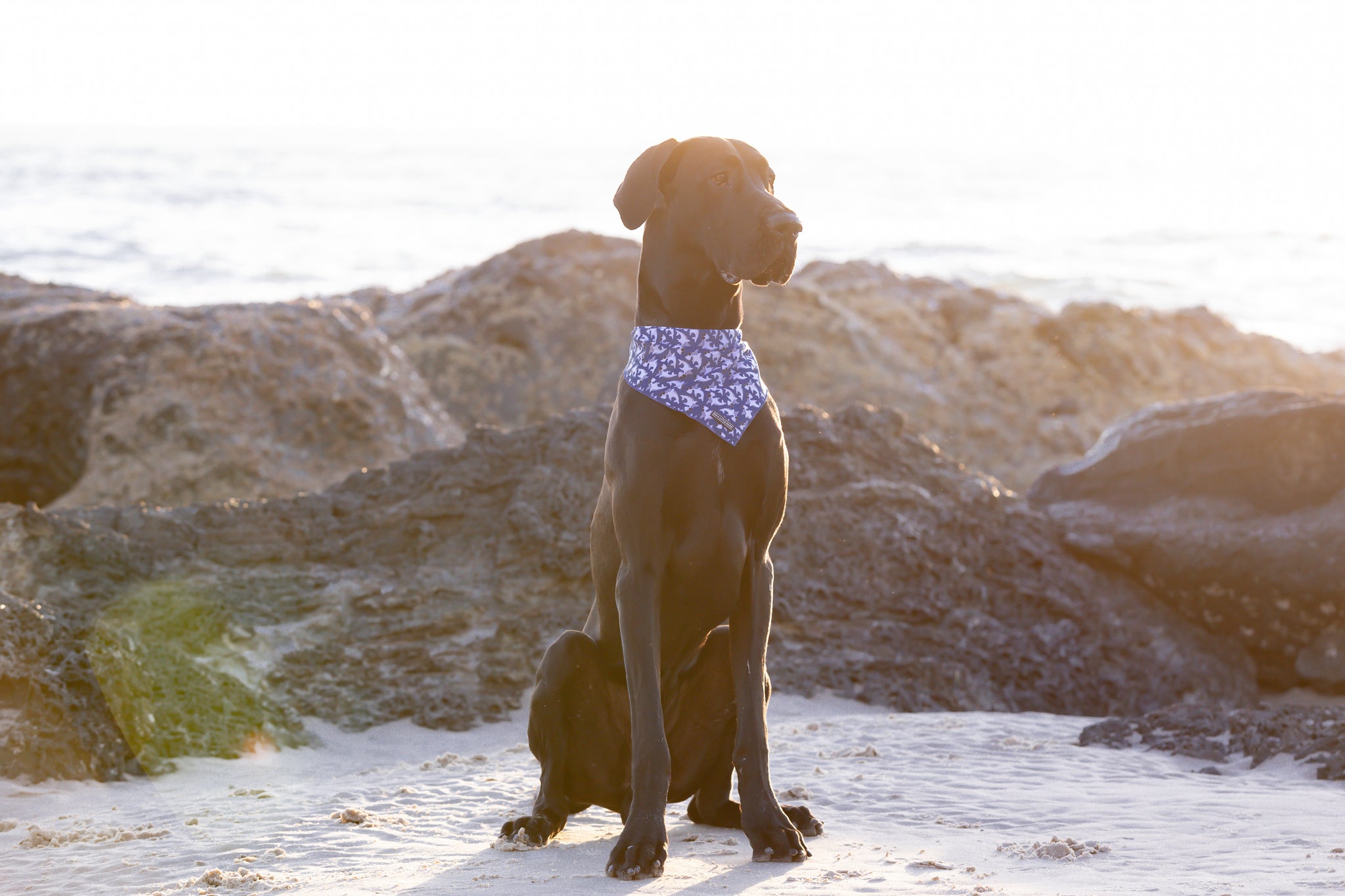 Dog Cooling Bandana Bite Me Blue Sharks