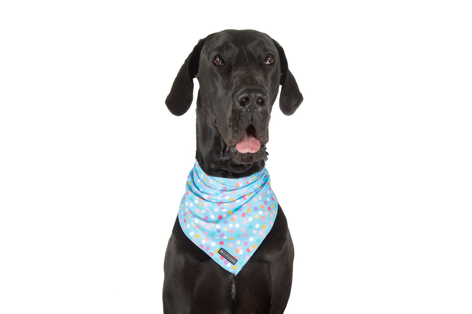 Cooling Dog Bandana Blue Confetti Birthday