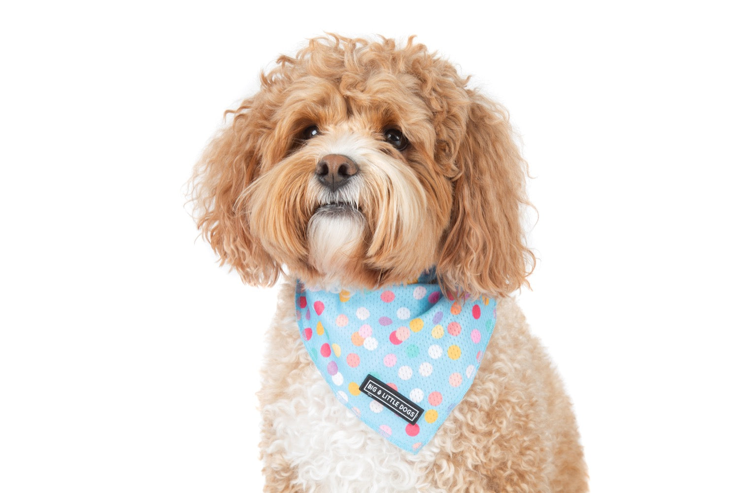 Cooling Dog Bandana Blue Confetti Birthday