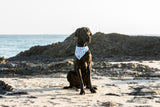 Dog Cooling Bandana Don't Be Jelly Jellyfish