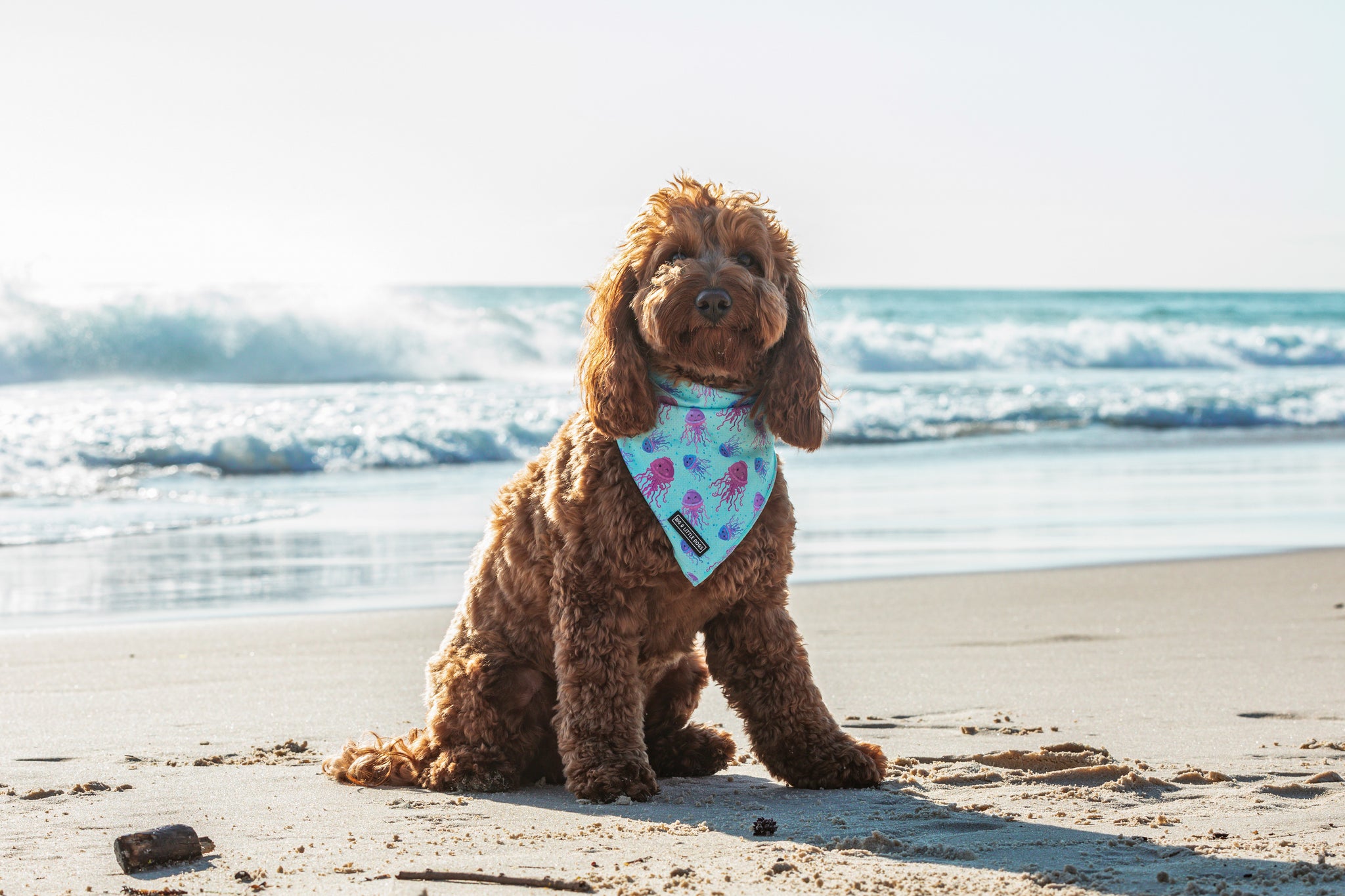 Dog Cooling Bandana Don't Be Jelly Jellyfish