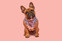 DOG BANDANA: Blue Fairy Bread