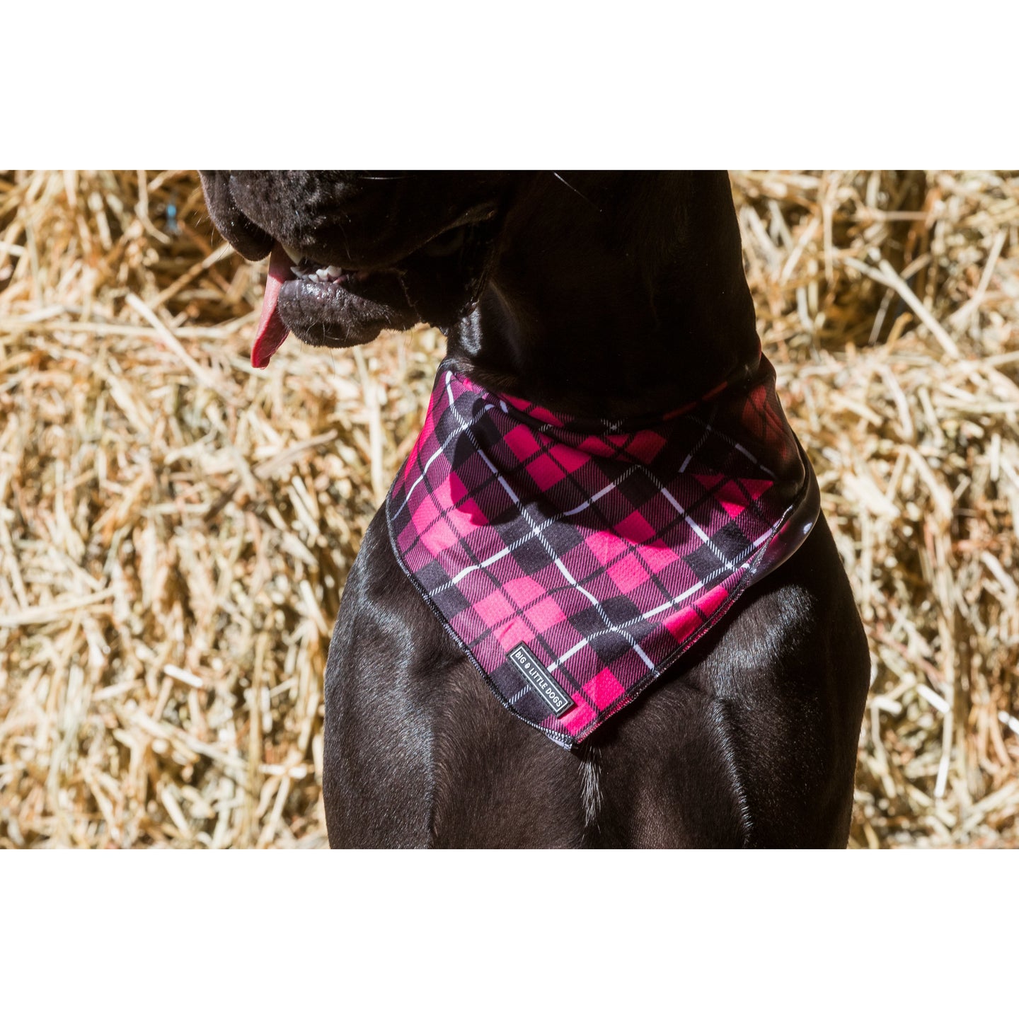 DOG BANDANA: Her Plaid {FINAL SALE}