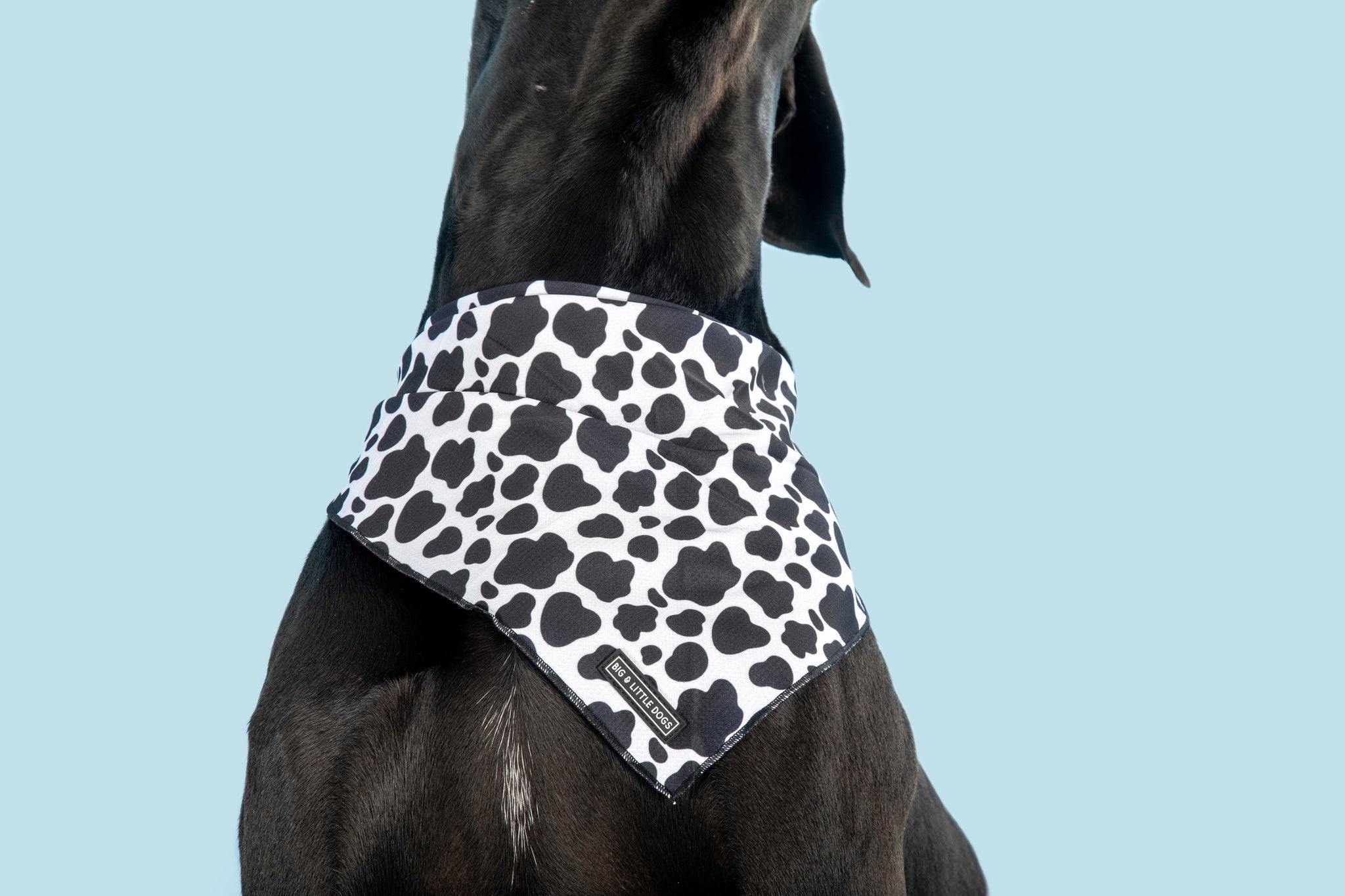 DOG BANDANA: I Udderly Adore You {FINAL SALE}