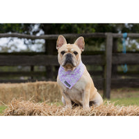 Dog Cooling Bandana Painted Purple