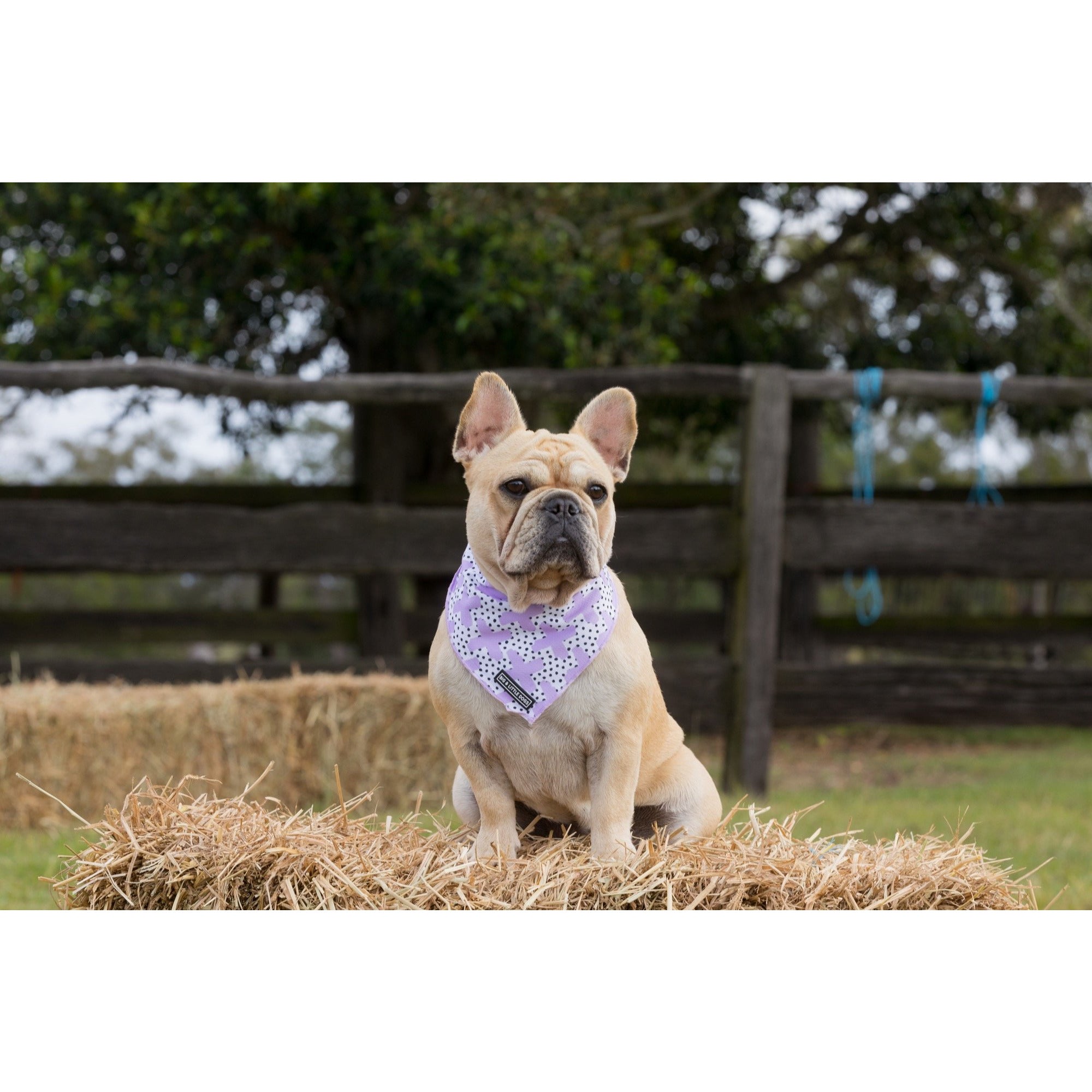 Dog Cooling Bandana Painted Purple