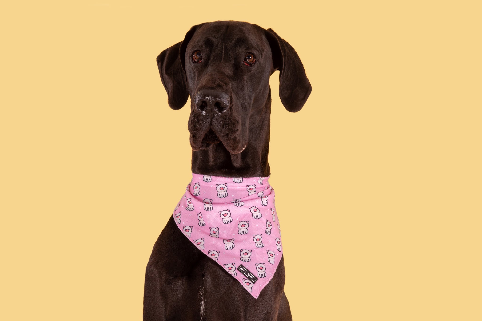 DOG BANDANA: Piggin' Out {FINAL SALE}