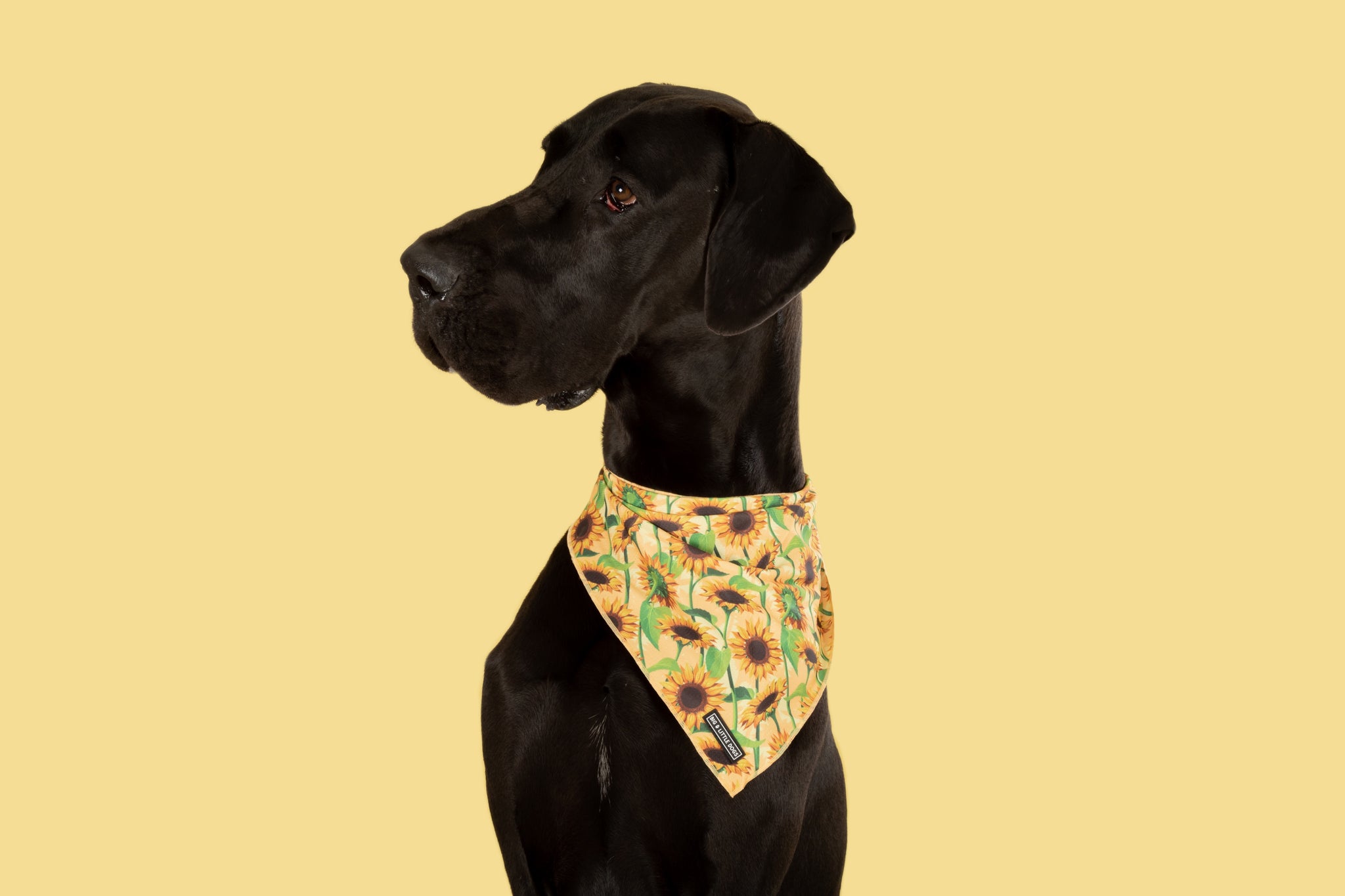 Dog Cooling Bandana Sunny Vibes Sunflowers