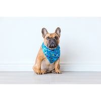 Dog Cooling Bandana Surfs Up Surfing