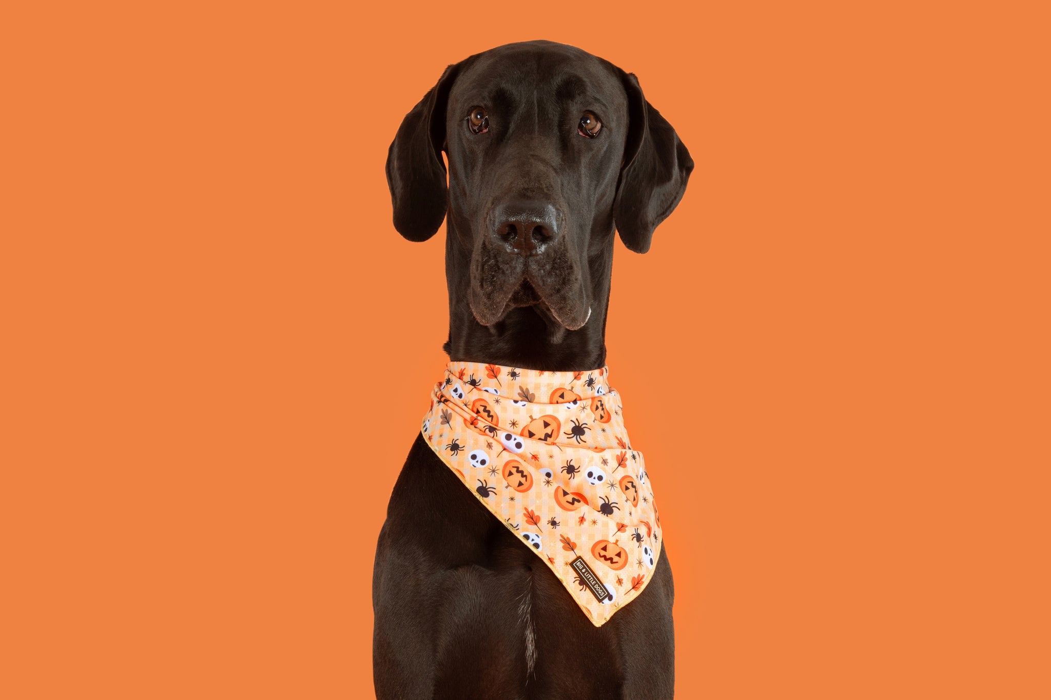 Dog Cooling Bandana Halloween Trick or Treat