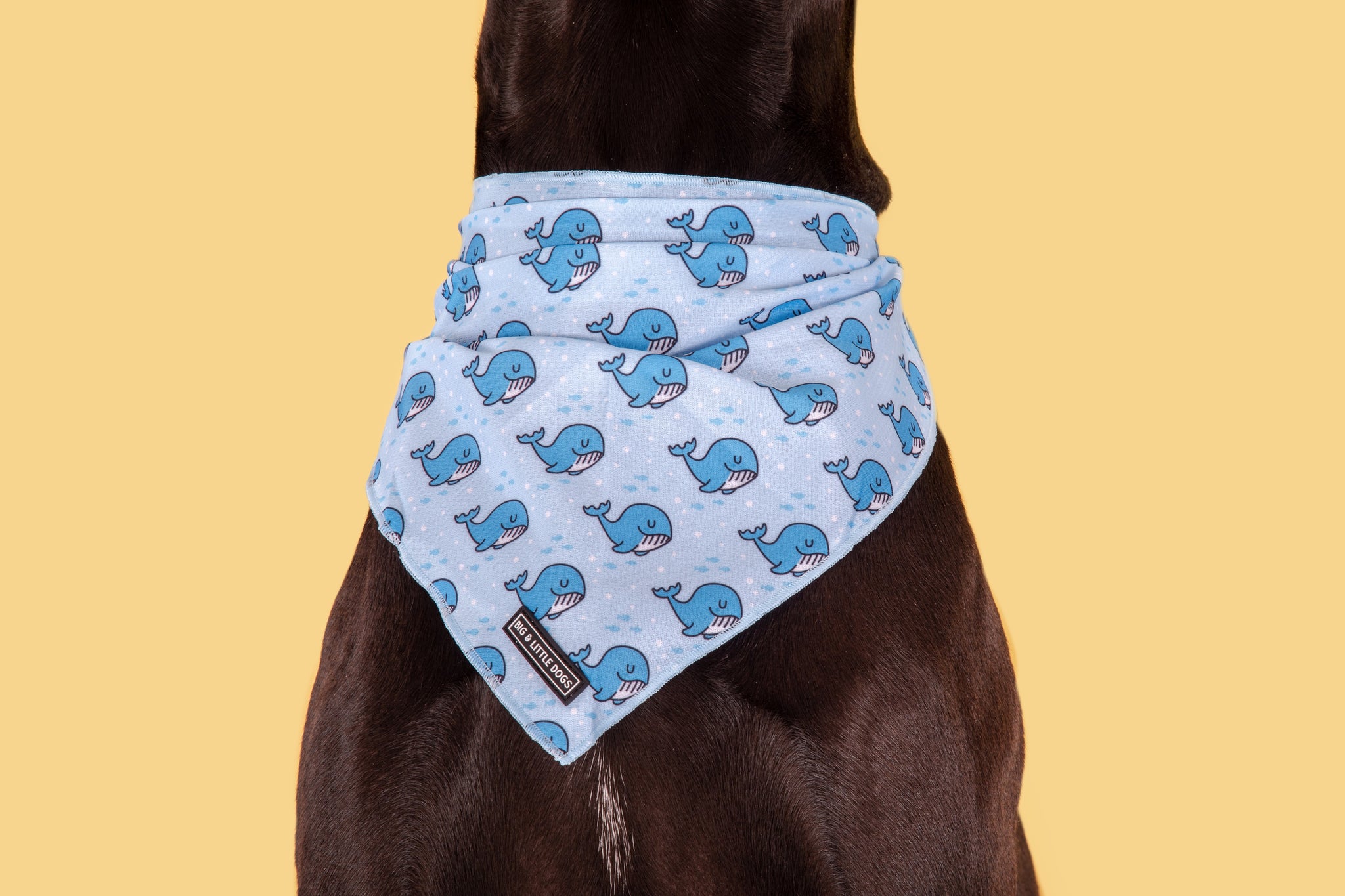 DOG BANDANA: Whale, Hello There {FINAL SALE}