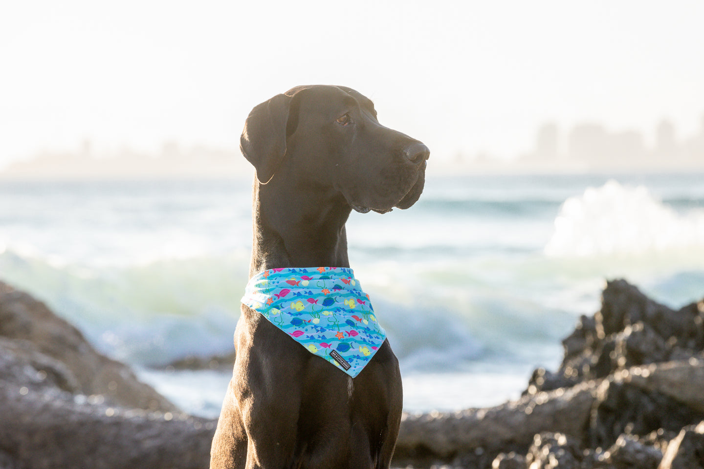 Dog Cooling Bandana You're a Catch Fishes Underwater