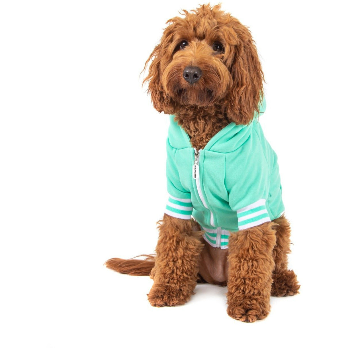 HOODIE DOG JUMPER: Teal {FINAL SALE}