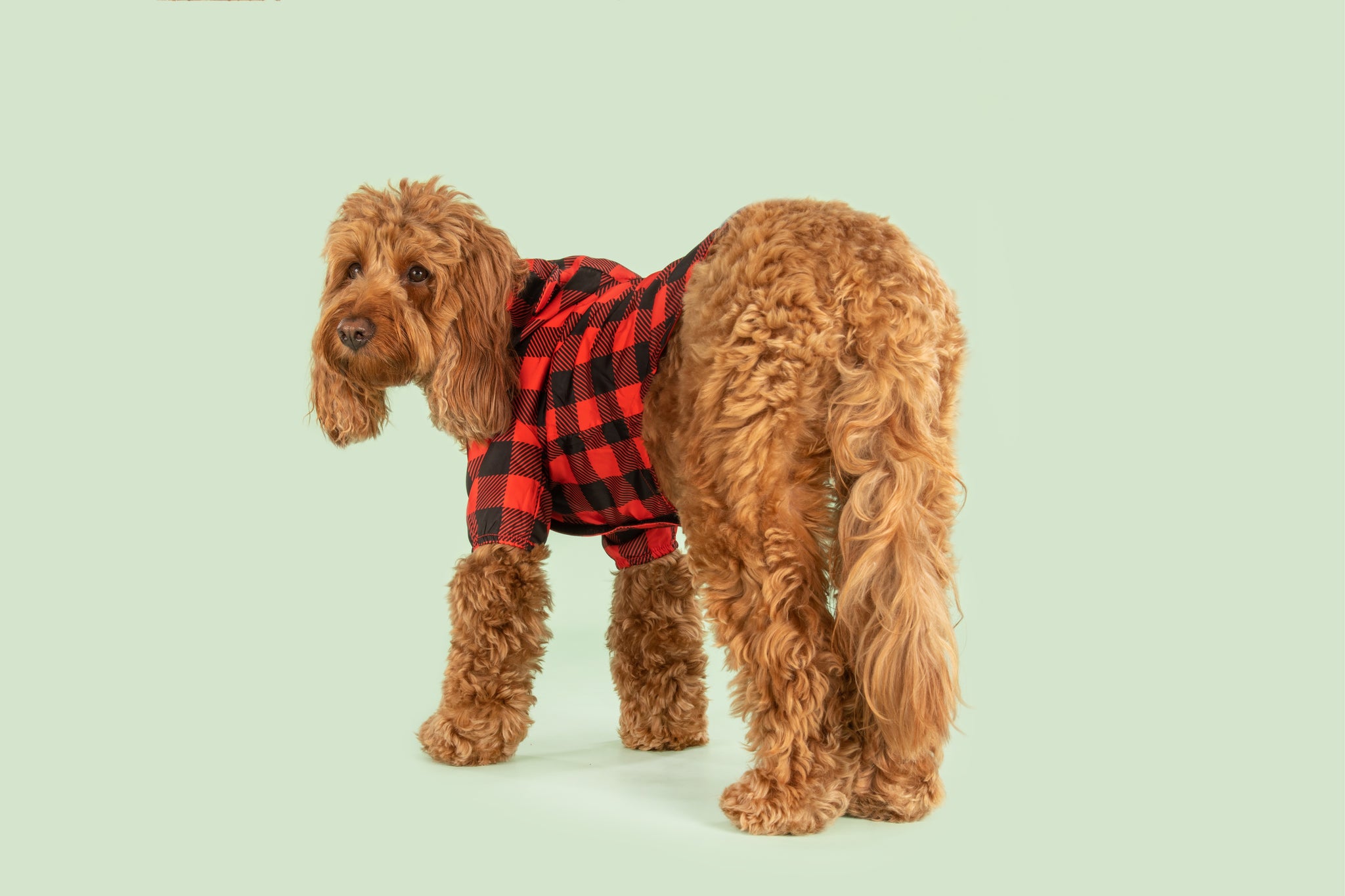 DOG RAINCOAT: Buffalo Plaid