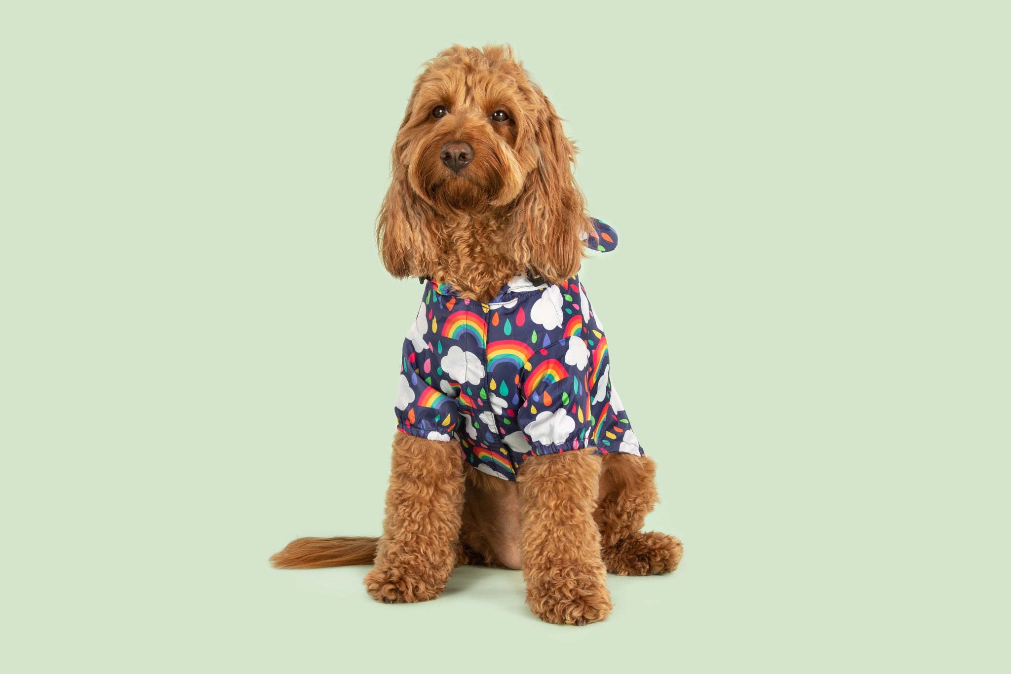 DOG RAINCOAT: Don't Rain on my Parade