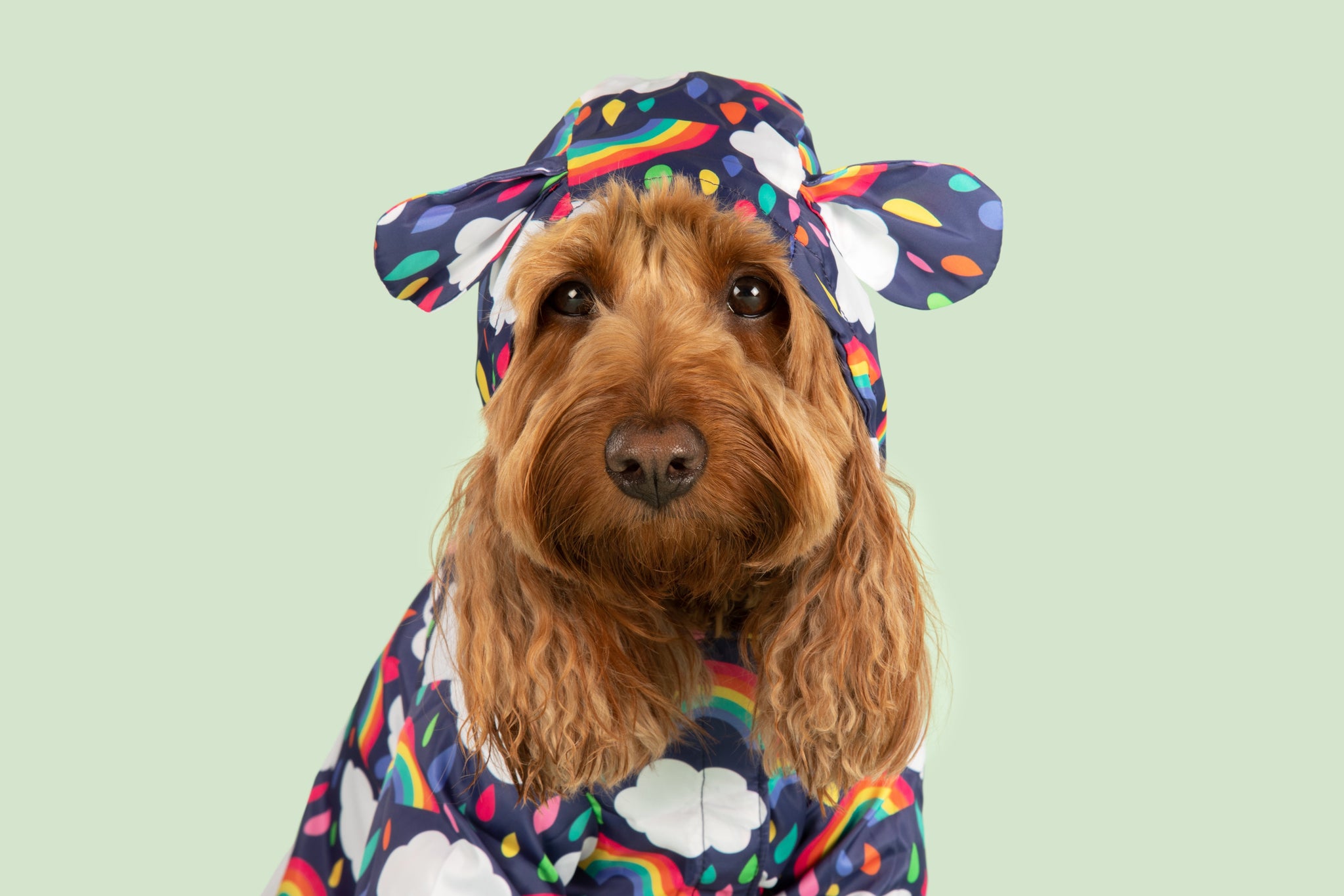 DOG RAINCOAT: Don't Rain on my Parade