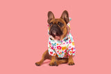 DOG RAINCOAT: Follow the Rainbow