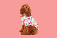 DOG RAINCOAT: Follow the Rainbow