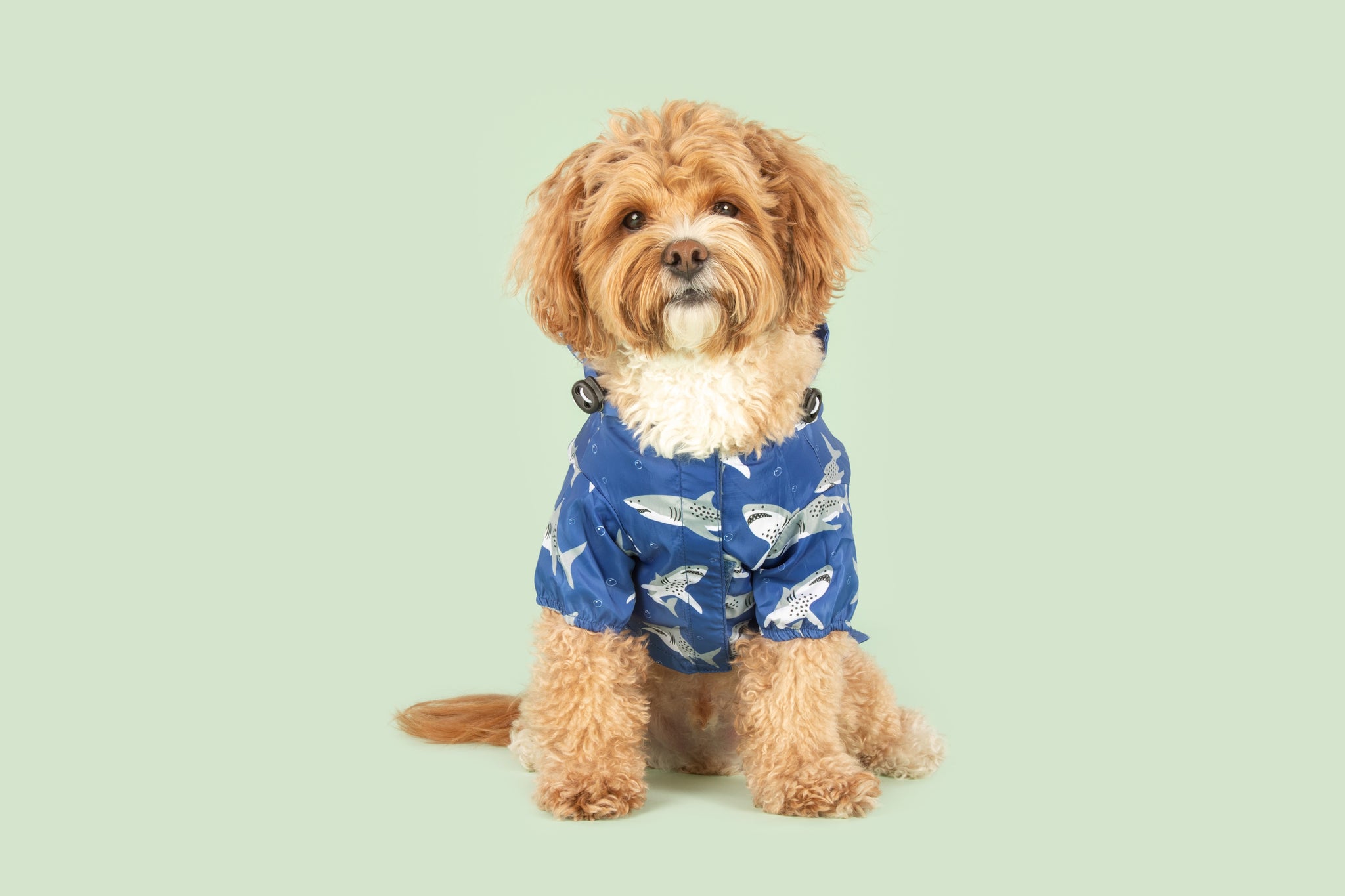 DOG RAINCOAT: Jaw Ready For This?